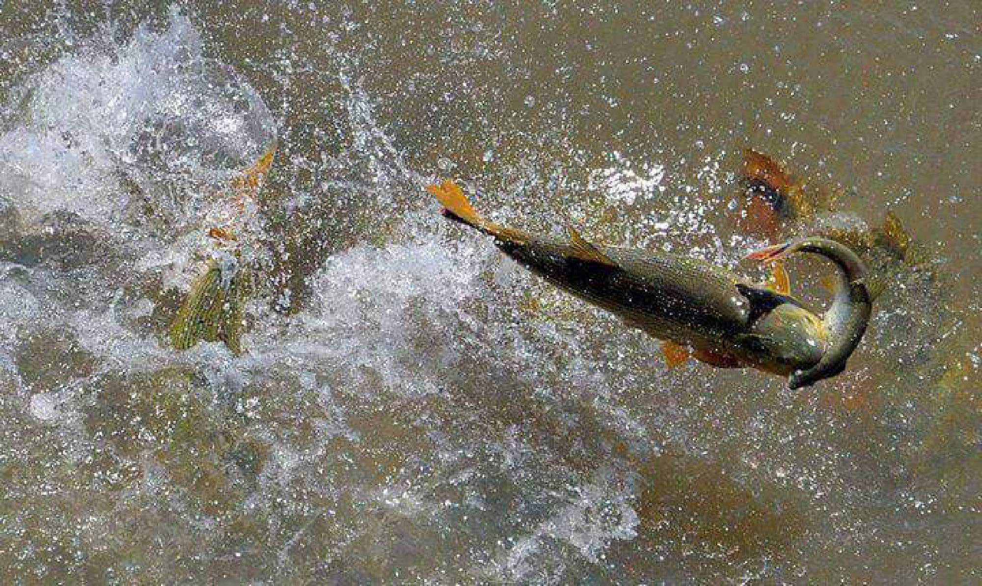 GUÍA DE PESCA EN PASO DE LA PATRIA - fansfishing