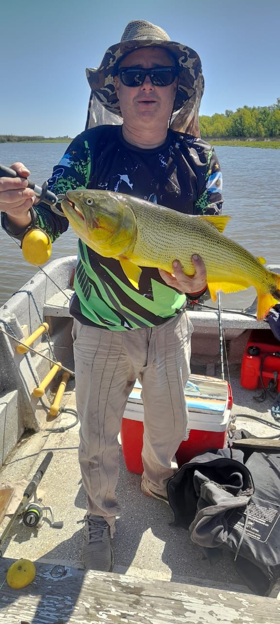 Dorado espectacular